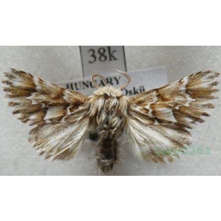 Oxicesta geographica (Fabricius, 1787) Hungaria38k